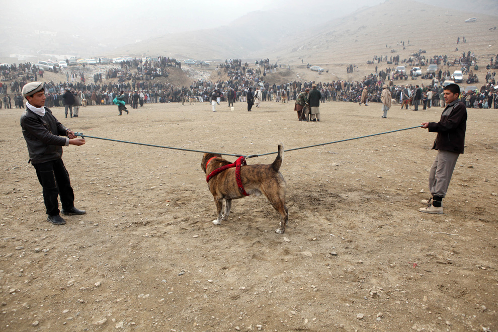 Afghan Fighting