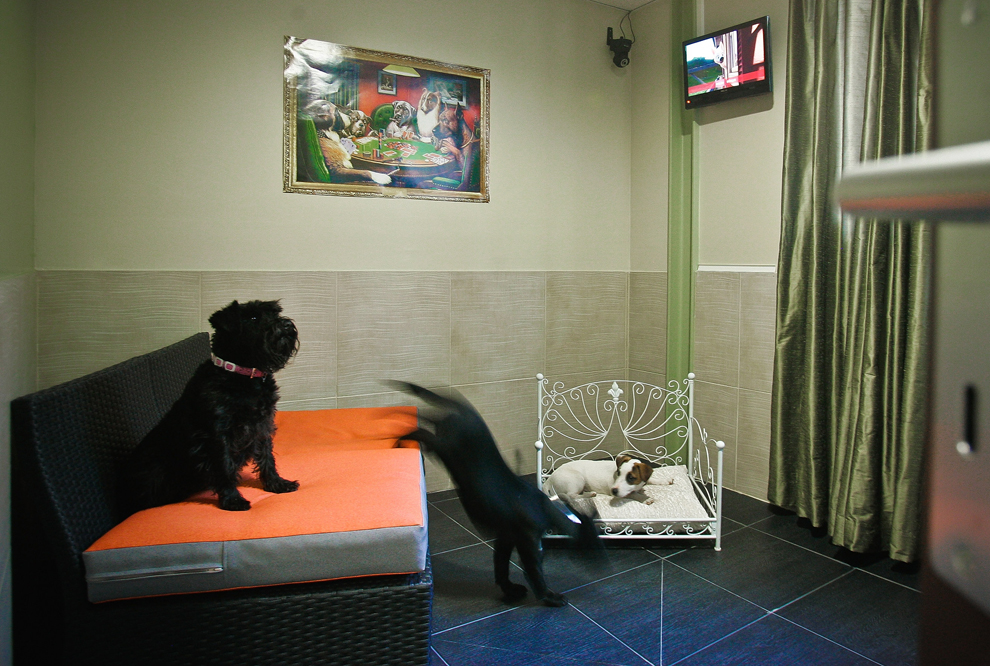 Actuel Dogs Hotel