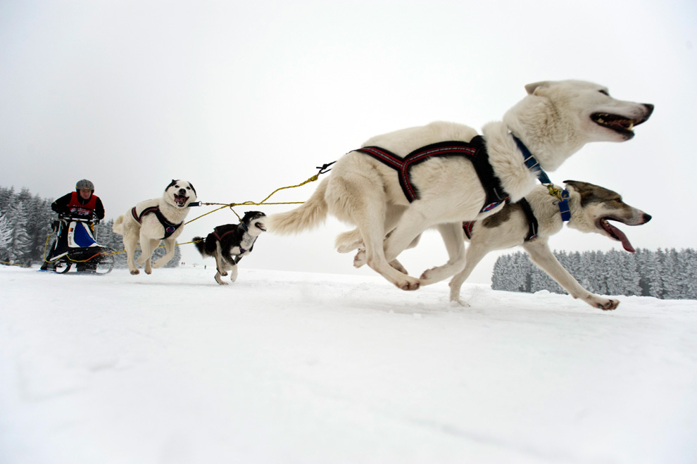how far can a typical dog team pull a sled in one day