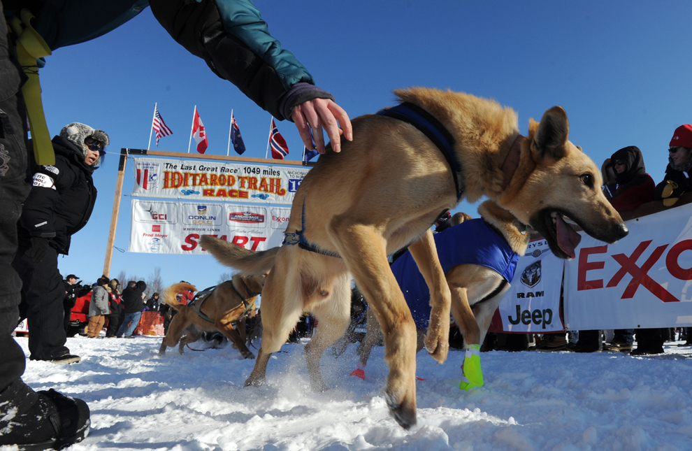 iditarod trail sled dog race 2012