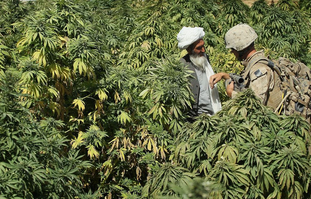 Cannabis In India