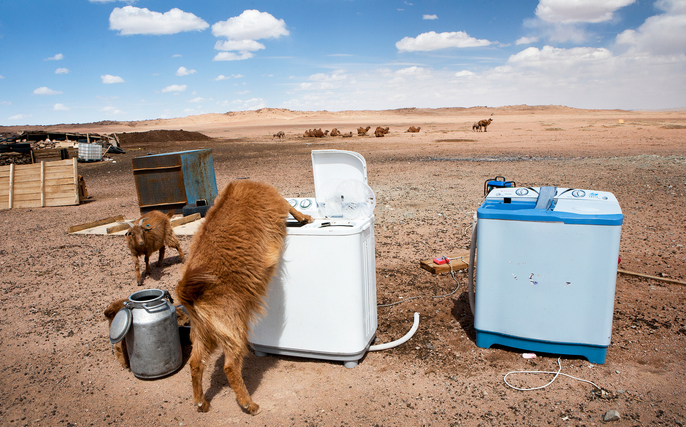 Монголын говь нутагт цангасан ямаа угаалгын машинаас ус ууж байгаа нь 