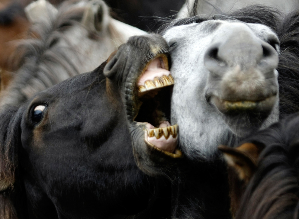 caballos pelear durante el evento tradicional Rapa das Bestas de Sabucedo, España