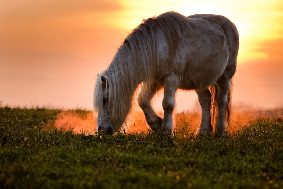 caballo pasta en un prado al atardecer en Lausana, Suiza