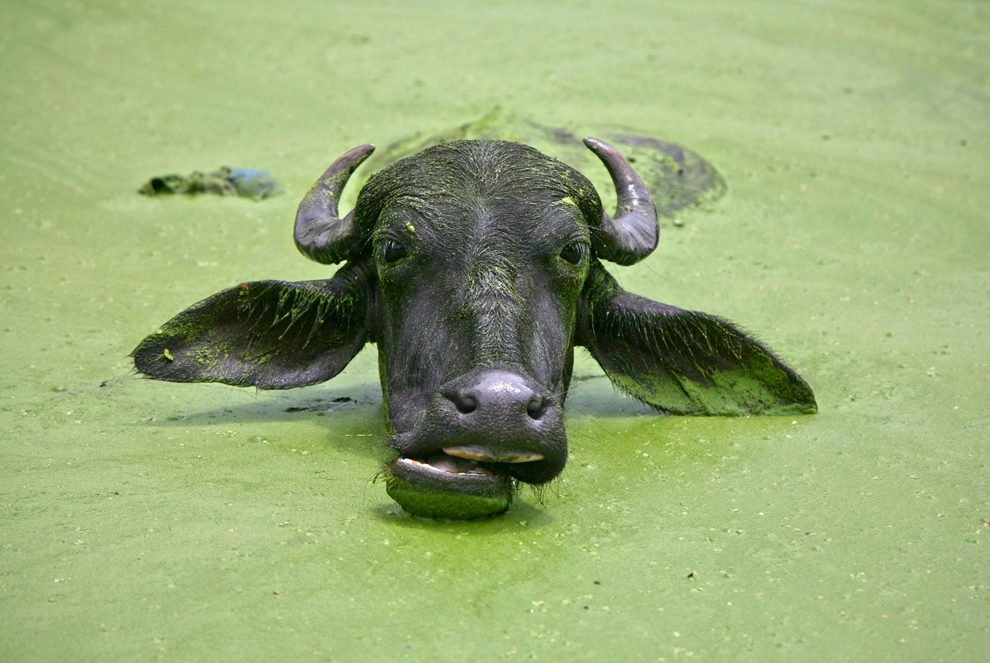 Un búfalo se enfría en un estanque en las afueras