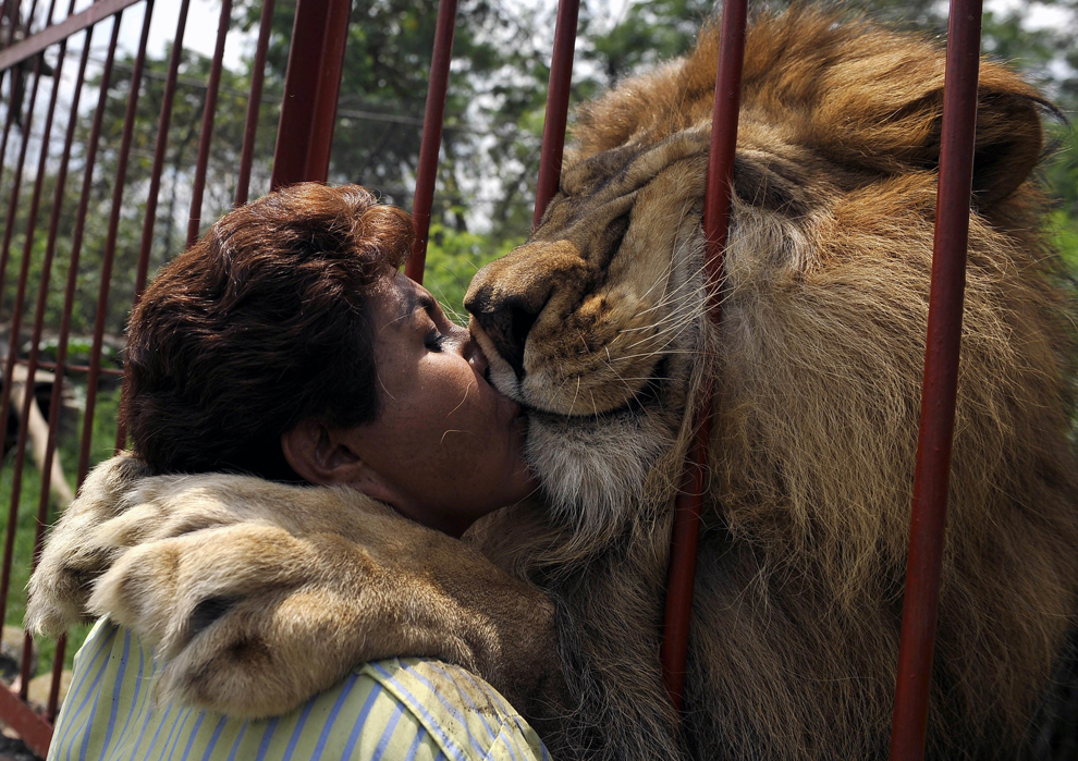 besos un león rescatado de un circo hace 12 años