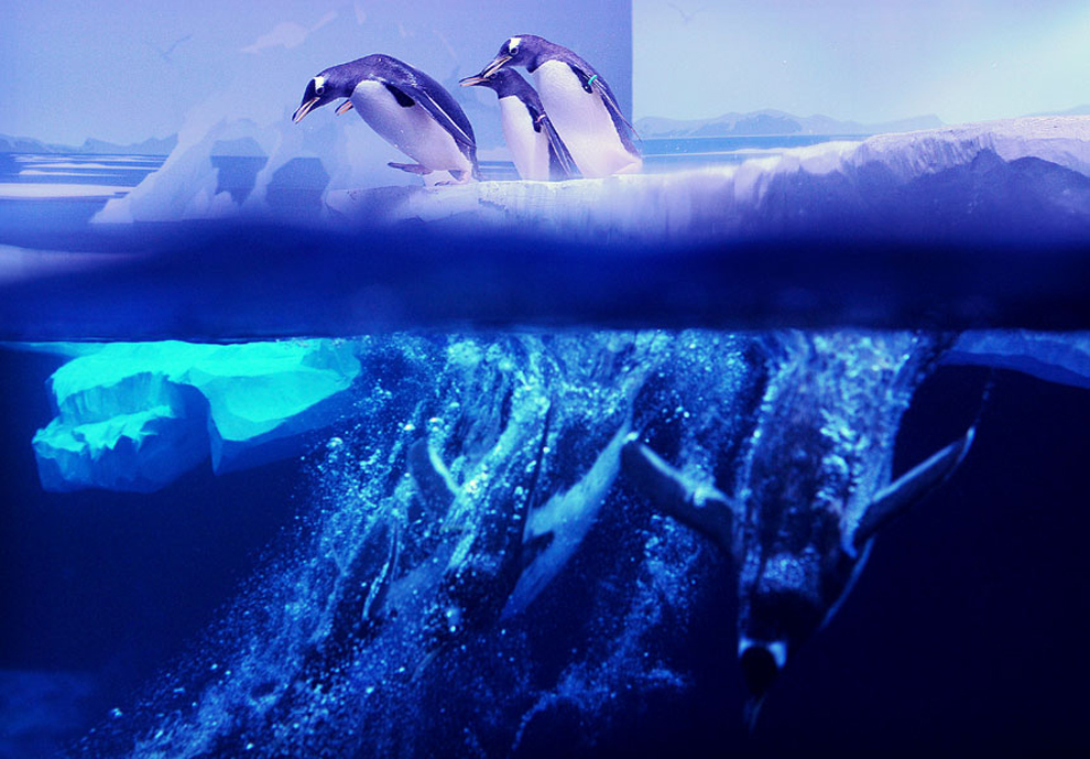 colonia de pingüinos de pico rojo entra en el agua en el Sea Life Aquarium de Londres