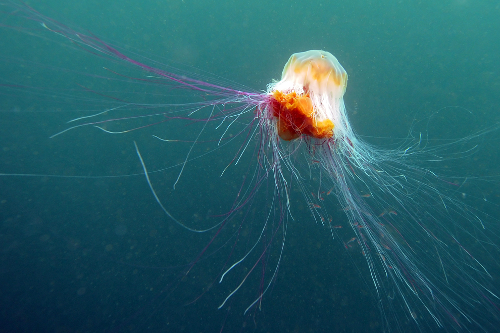 medusa melena de león nada por debajo de las aguas de las islas de Farne