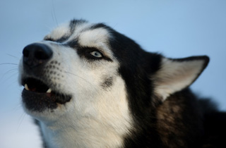 Dogs and sleds - Photos - The Big Picture - Boston.com