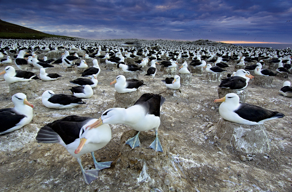 Black-browed Albatrosses on The Falkland Islands
