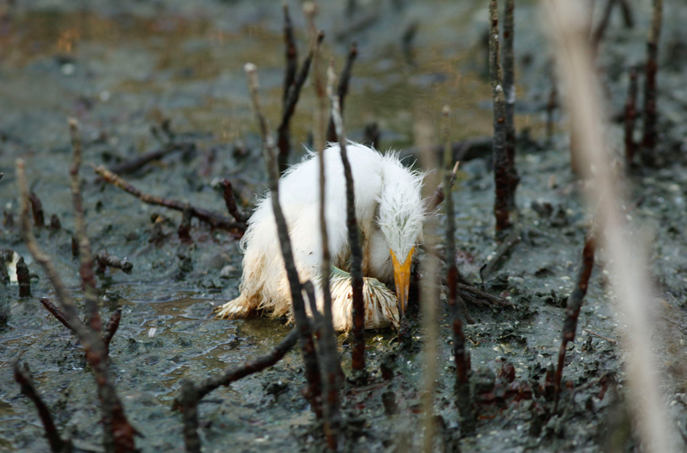 A young heron sits dying amidst oil splattering underneath mangrove on an island impacted by oil from the Deepwater Horizon oil spill in Barataria Bay, along the the coast of Louisiana on Sunday, May 23, 2010. (AP Photo/Gerald Herbert)